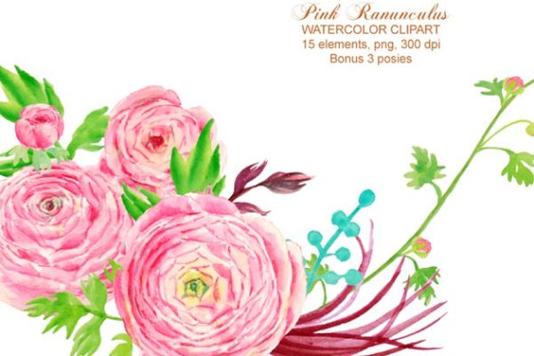 手绘水彩粉红色毛茛插画设计素材精选 Watercolor Clipart Pink Ranunculus