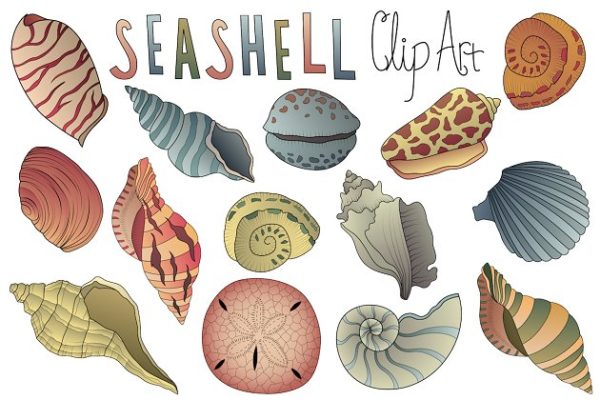 手绘矢量贝壳插画素材精选 Seashell Clipart Vector PNG & JPG