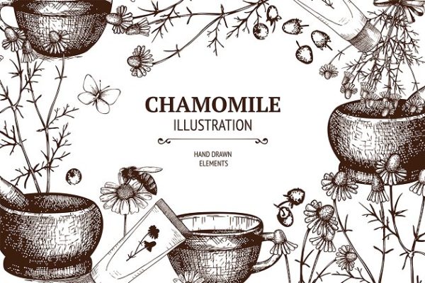 复古手绘甘菊素描插图集 Vintage Camomile Illustrations