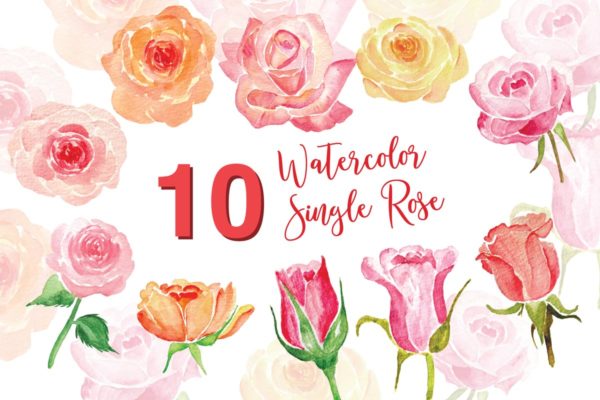 10个单株玫瑰水彩插画素材精选 10 Watercolor Single Rose Illustration