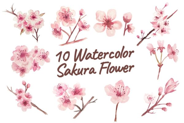 10款樱花水彩花卉元素插画素材精选 10 Watercolor Sakura Flower Illustration Graphics
