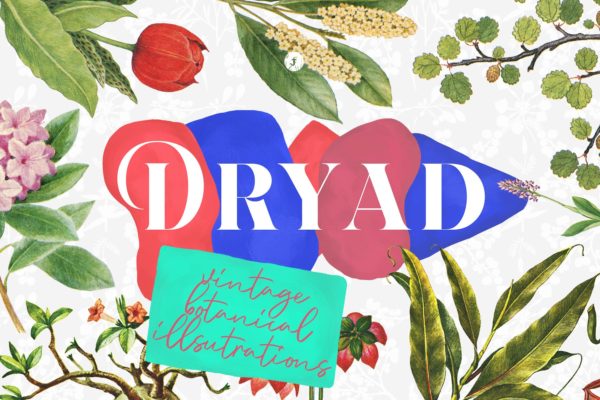 45款植物水彩手绘插画PNG素材精选 Dryad – Botanical Illustrations