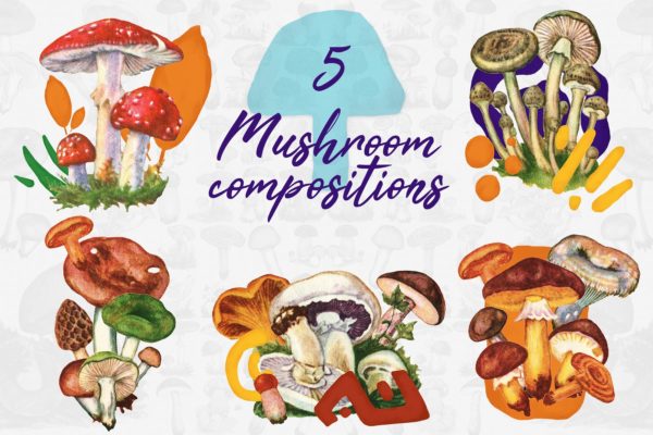 5款蘑菇手绘矢量插画PNG图片素材精选 5 Mushroom Compositions