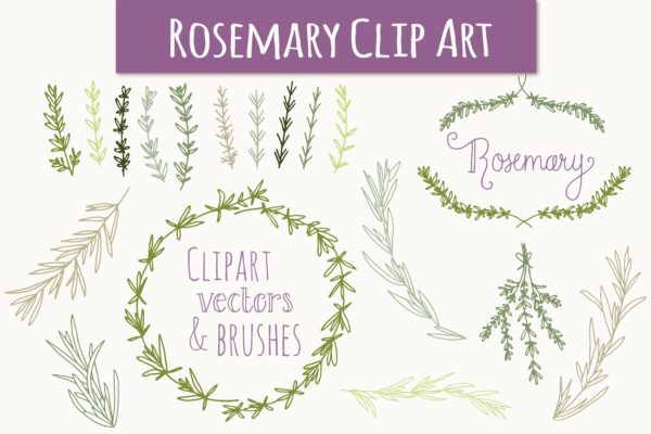 婚礼请柬迷迭香手绘剪贴画及矢量图  Rosemary Clip Art & Vectors