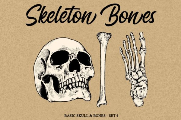 人体骨骼骷髅矢量手绘插画素材精选v4 Skeleton Bones set 4