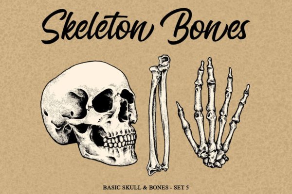 人体骨骼结构矢量手绘插画素材精选v5 Skeleton Bones set 5