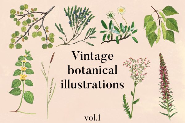 古籍书本植物手绘插画PNG素材精选v1 Vintage Botanical Illustrations Vol.1