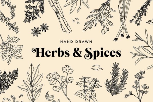 20+草药和香料手绘图案设计素材精选 Hand Drawn Herbs & Spices