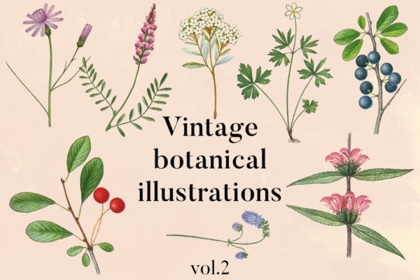 古籍书本植物手绘插画PNG素材精选v2 Vintage Botanical Illustrations Vol.2