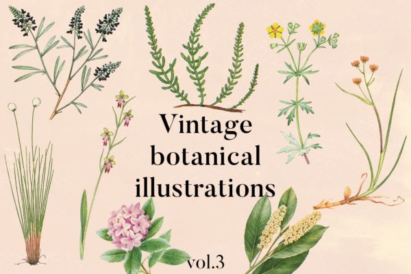 古董书籍植物手绘插画图案设计素材精选v3 Vintage Botanical Illustrations Vol.3