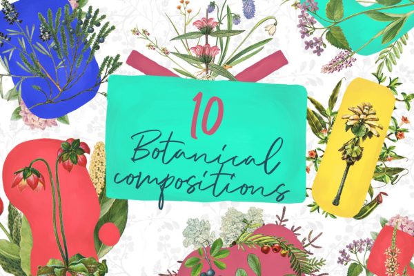10款草本植物花卉手绘图案大洋岛精选PNG素材 10 Botanical Compositions缩略图 10款草本植物花卉手绘图案大洋岛精选PNG素材 10 Botanical Compositions