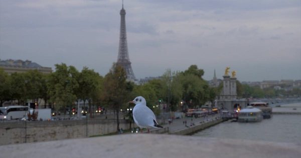 巴黎埃菲尔铁塔背景鸥鸟特写镜头视频素材 Gull Against Evening Paris. View with Eiffel Tower and Waterfront, France