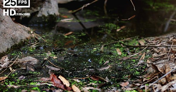 森林干枯景象大洋岛精选高清视频素材v2 Drought In The Forest V02