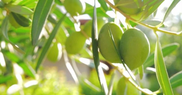 橄榄树大洋岛精选高清背景视频 Olive Tree in the Garden, View on Sunny Day