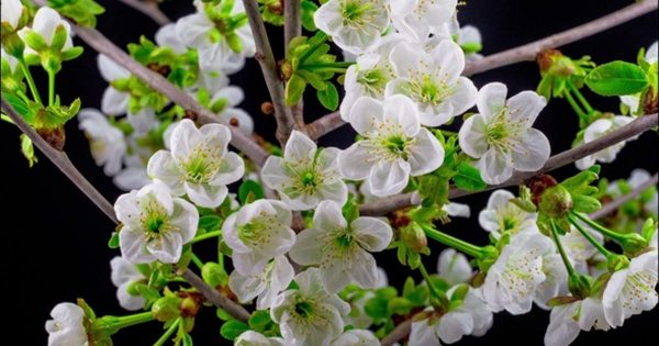 樱花园阳光明媚早晨大洋岛精选高清背景视频 Sunny Spring Morning in Cherry Garden