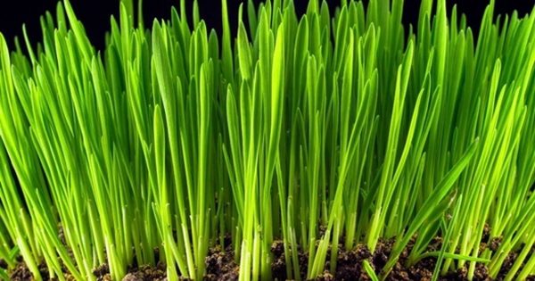 象征生命力的新鲜青草生长大洋岛精选高清视频素材 Growth of Fresh New Green Grass