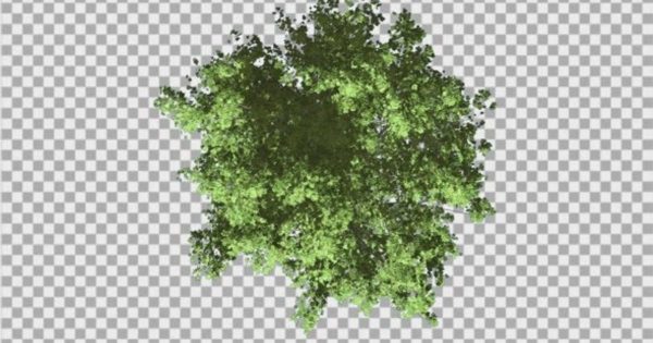 红花槭透明背景大洋岛精选高清视频素材 Red Maple Crown Top Down Tree is Swaying Wind