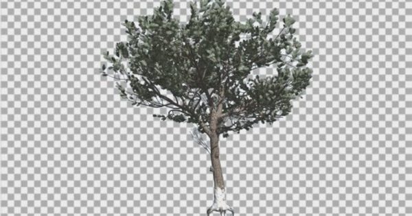 冬季意大利五针松透明背景大洋岛精选高清视频素材 Italian Stone Pine Thin Tree in Winter Coniferous