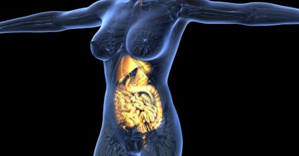 女性肌体人体可见消化系统视频素材 Human Body with Visible Digestive System