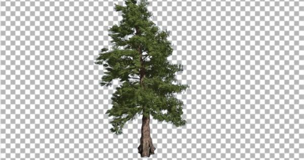 常绿针叶树西部铅笔柏透明背景高清视频 Western Red Cedar Long-Lived Coniferous Evergreen