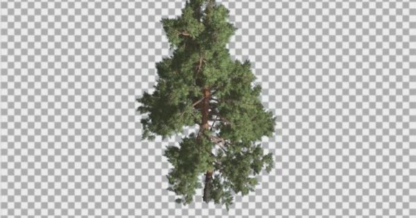 樟子松透明背景大洋岛精选高清视频素材 Scots Pine Pinus Sylvestris Glaucous Blue-Green