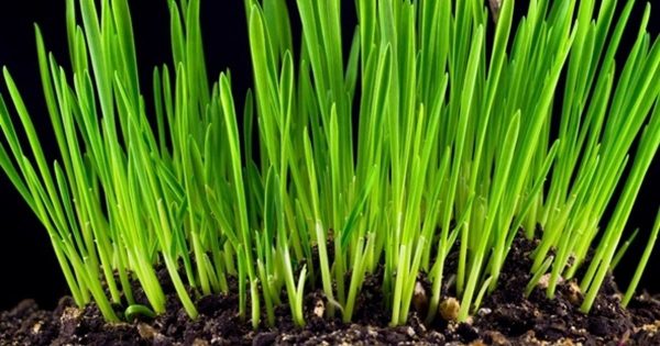 象征生命力的新鲜青草生长大洋岛精选高清视频素材2 Growth of Fresh New Green Grass