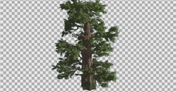 西方刺柏杜松透明背景大洋岛精选高清视频素材 Western Juniper Scale-Like Fluttering Leaves