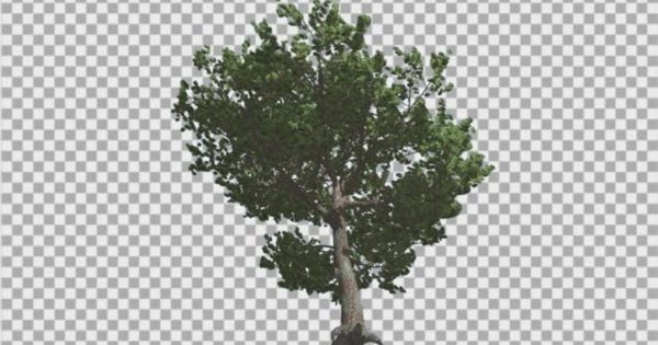 意大利五针松透明背景大洋岛精选高清视频素材 Italian Stone Pine Green Crown in Summer
