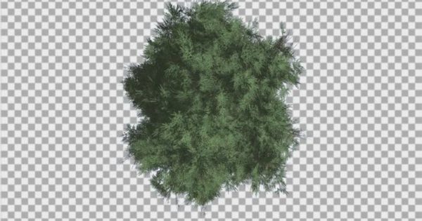 雪松香柏透明背景大洋岛精选高清视频素材 Cedar Top Down Eastern Red Cedar Strong Tree