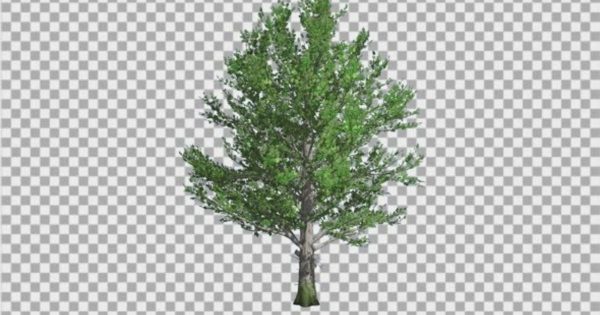 枫树透明背景大洋岛精选高清视频素材 Sugar Maple Tree is Swaying at The Wind Green