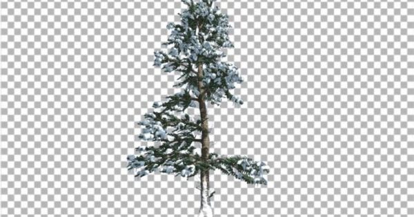 白冷杉透明背景大洋岛精选高清视频素材 White Fir Thin Trunk and Branches Snow Coniferous
