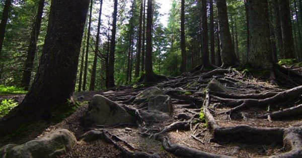 原始森林近景大洋岛精选高清视频素材 Tree Roots in a Magic Pine Forest