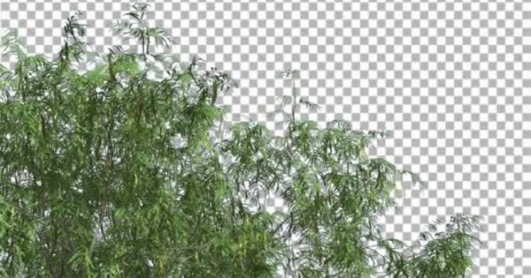 牧豆树透明背景大洋岛精选高清视频素材 Honey Mesquite Swaying Tree is Swaying