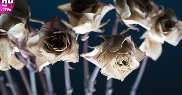 干玫瑰花蕾大洋岛精选高清视频素材 Dry Rosebud