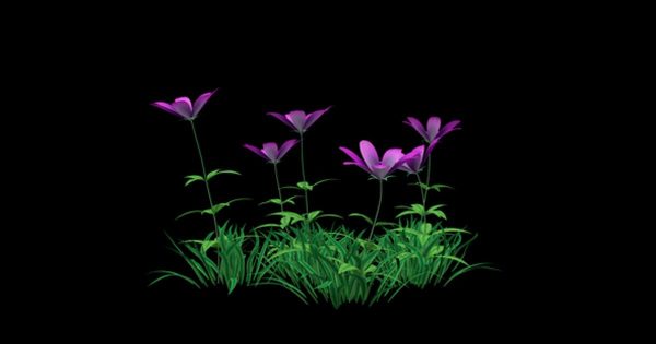 粉色花卉生长高清动画视频素材 Pink Flower and Grass缩略图 粉色花卉生长高清动画视频素材 Pink Flower and Grass