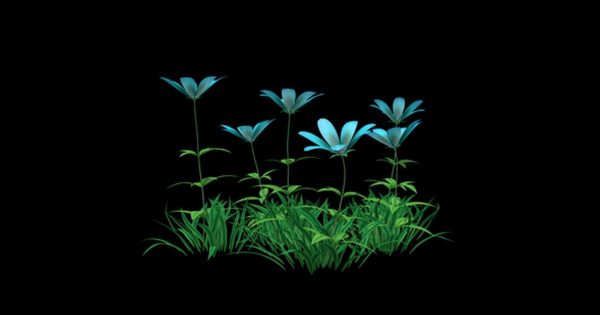 蓝色花卉生长高清动画视频素材 Blue Flower and Grass缩略图 蓝色花卉生长高清动画视频素材 Blue Flower and Grass
