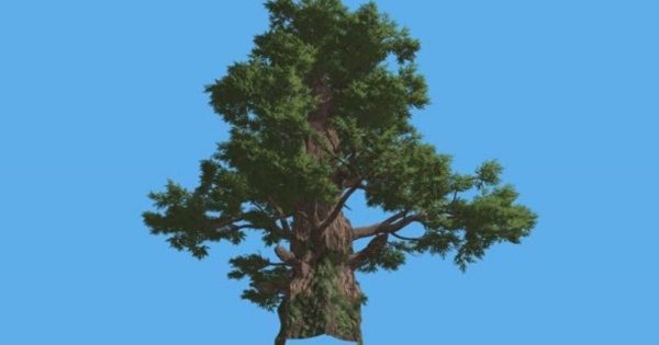 西桧老树针叶树大洋岛精选高清视频素材 Western Juniper Tall Old Tree Sun Rays Coniferous