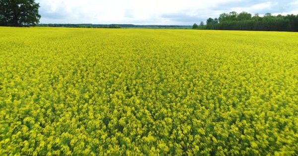 黄色油菜花田大洋岛精选高清视频素材 Yellow Oilseed Rape Flowers Field Landscape