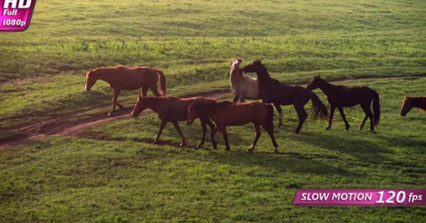 草原上的马群大洋岛精选高清视频素材 Horses in the Morning Mist