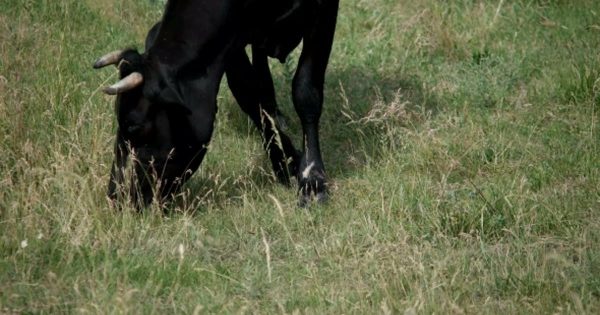 牧场里的牛大洋岛精选高清视频素材 Cow In a Meadow