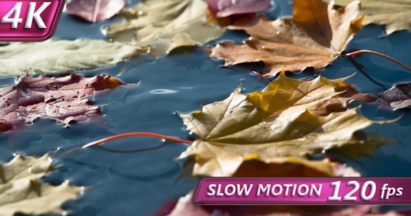 秋天枫叶落叶主题大洋岛精选高清视频素材 Autumn Leaf Fall
