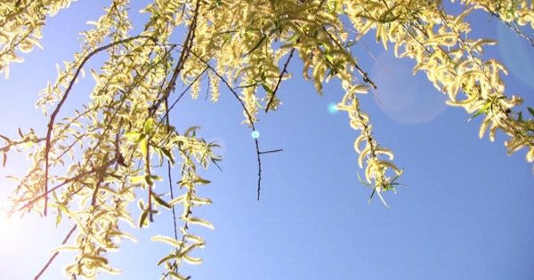 春天柳枝景观大洋岛精选高清视频素材 Willow Branches Springtime