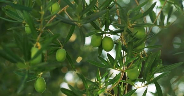 绿色橄榄枝农业主题视频素材 Branch with Green Olives