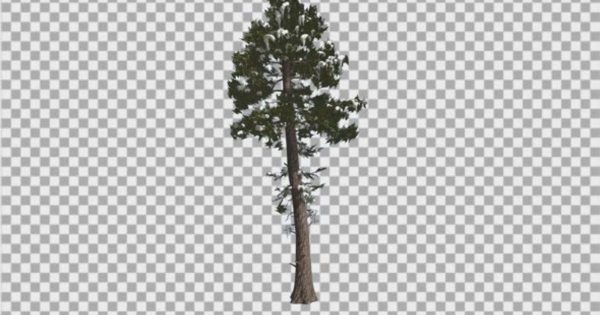 冬季积雪黄杉花旗松视频素材 Douglas Fir Snow on a Branches Thin Tree Winter