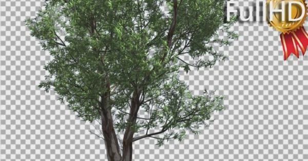 风中摇曳的赤桉树影片素材 Red Gum Thin Tree Crown Branches Are Swaying