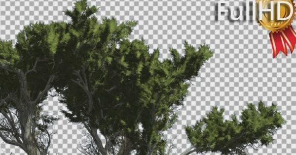 风中摇曳蒙特雷柏树影片素材 Monterey Cypress Fluttering Leaves Swaying Crown缩略图 风中摇曳蒙特雷柏树影片素材 Monterey Cypress Fluttering Leaves Swaying Crown