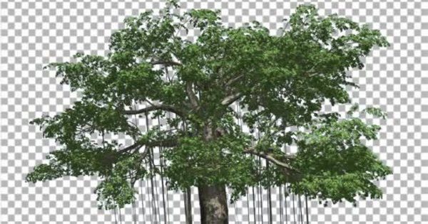 风中摇曳木棉树影片素材 Kapok Swaying Tree Tree is Swaying at the Wind