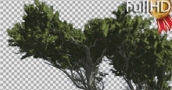 风中摇曳的枝冠针叶柏树影片素材 Monterey Cypress Branchy Crown Coniferous