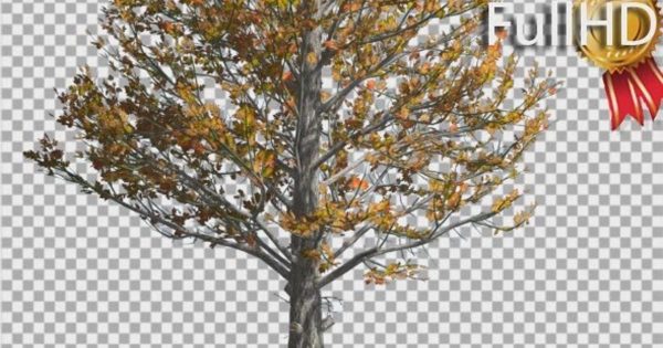 风中摇曳的糖枫树影片素材 Sugar Maple Trunk Tree is Swaying at The Wind