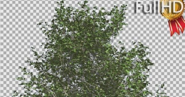 风中摇曳的桦树影片素材 River Birch Top of Small Tree is Swaying Windy